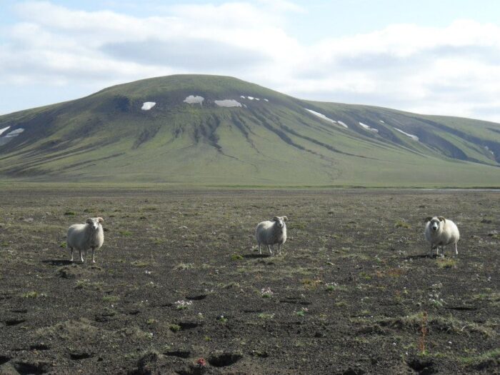 Three sheep grazing in a field with a hillside n the background